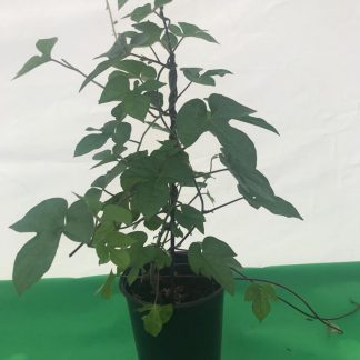 ipomea