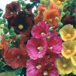 alcea