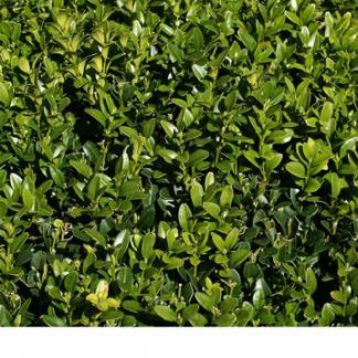 buxus sempervivens