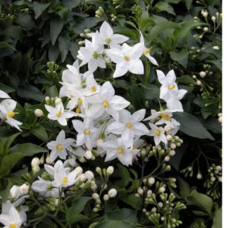 solanum jasminoides