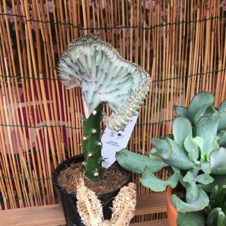euphorbia lactea