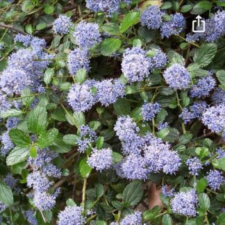 ceanothus repens