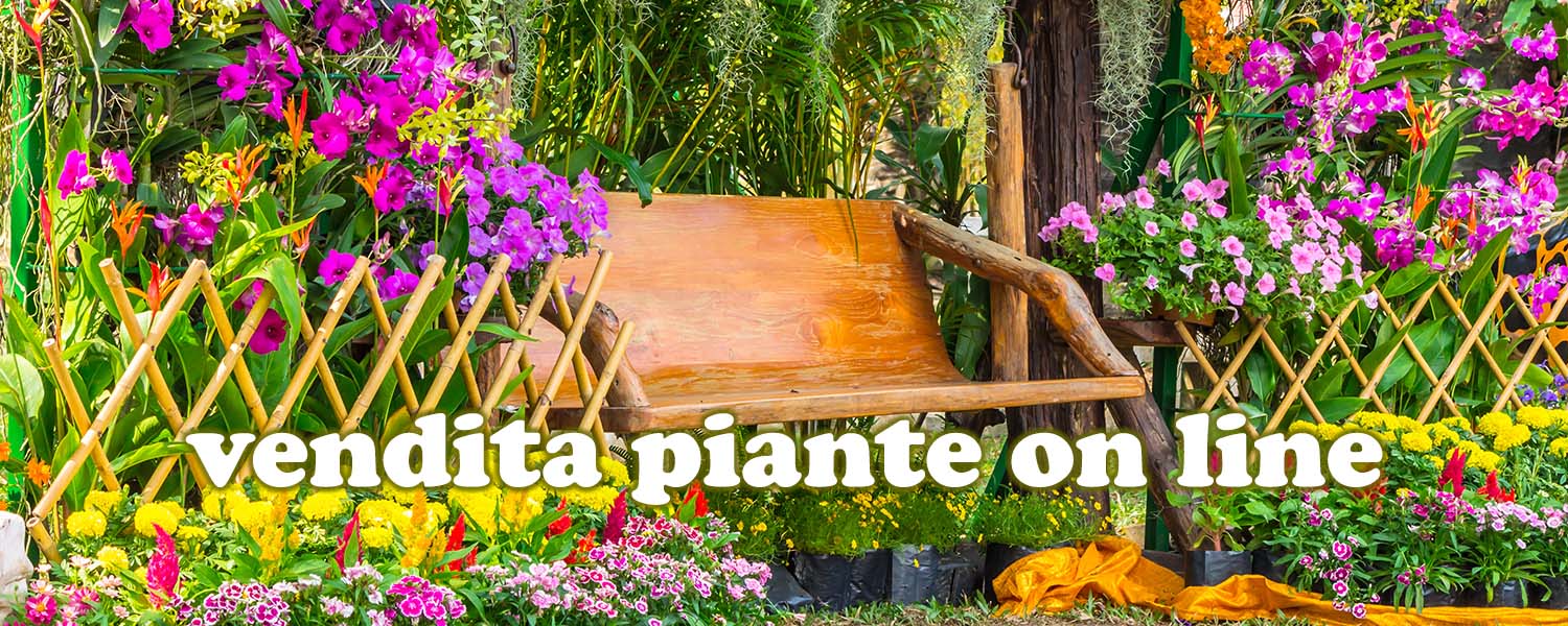 piante da esterno-vivavio-garden-cesarini