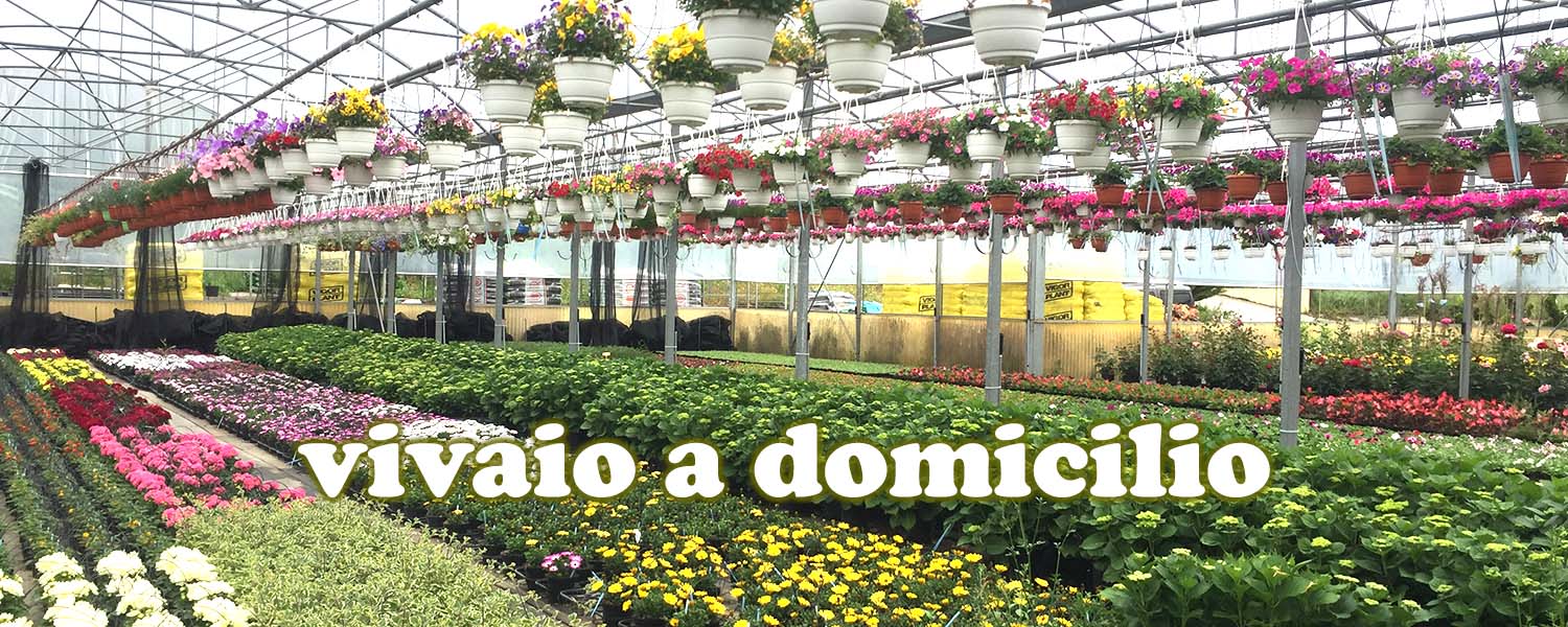 piante-da-balcone-vivaio-cesarini-vetralla