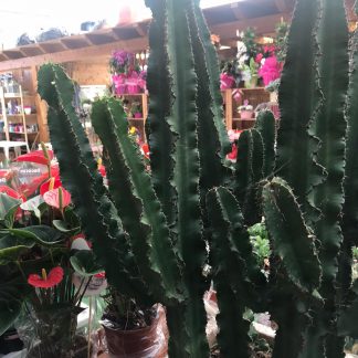 euphorbia candeliere
