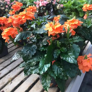 crossandra pianta della fortuna