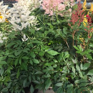 astilbe