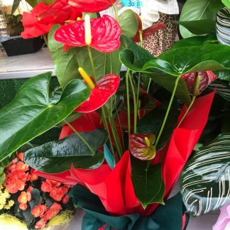 anthurium vaso 14