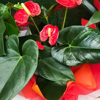 anthurium vaso 17