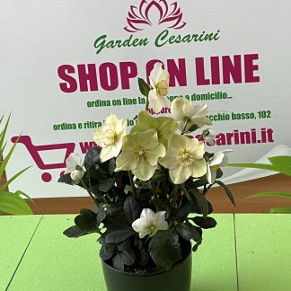 helleborus