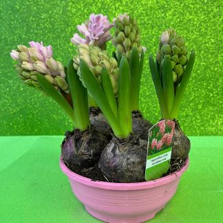 Bulbi di narciso