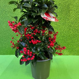 Ardisia