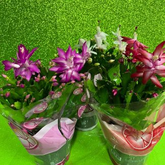 Schlumbergera