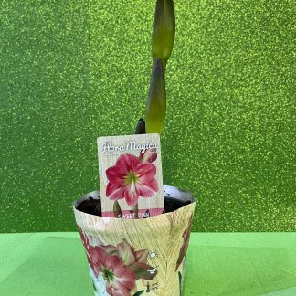 Amaryllis