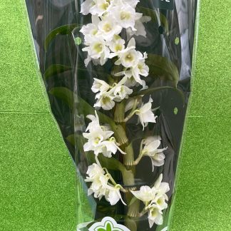 Orchidea