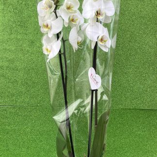 Falenopsis
