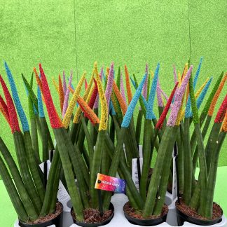 Sansevieria cilindrica