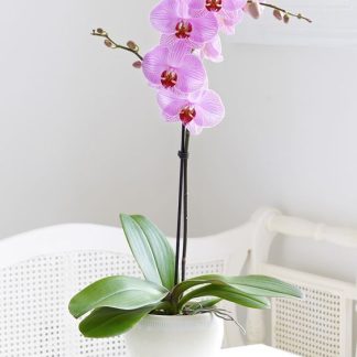 ORCHIDS COLLECTION