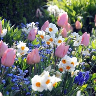VOGLIA DI PRIMAVERA